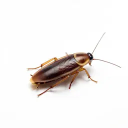 Oriental cockroach