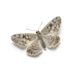 Underwing