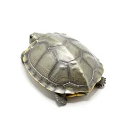 Carapace