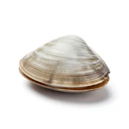 Clamshell