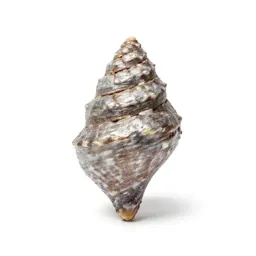 Phragmocone