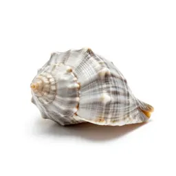 Seashell