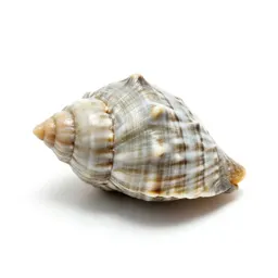 Shell