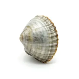 Valve