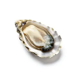 Oyster shell