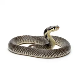 Diamondback