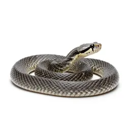 Fer-de-lance