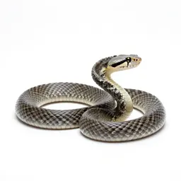 Gaboon viper