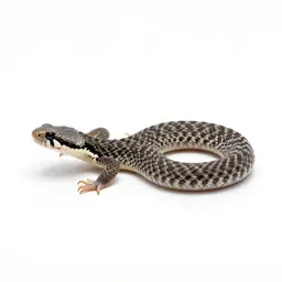 Ground rattler