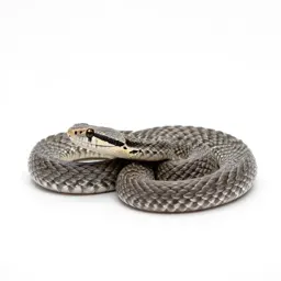 Horned viper