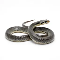 Krait