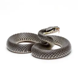 Pit viper