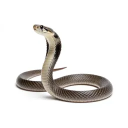 Prairie rattlesnake