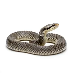 Puff adder