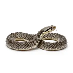 Rock rattlesnake