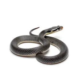 Sea snake