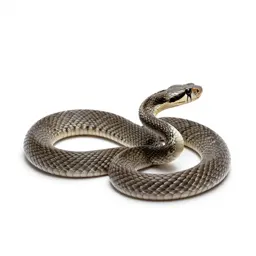Speckled rattlesnake
