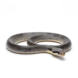 Taipan