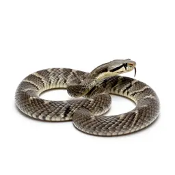 Tiger rattlesnake