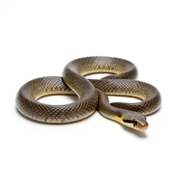 Tiger snake