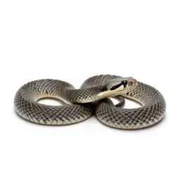 Timber rattlesnake