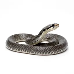 Viper