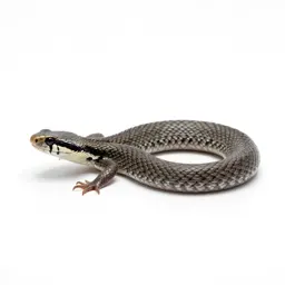 Adder