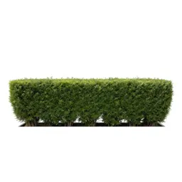 Hedge