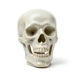 Skeleton