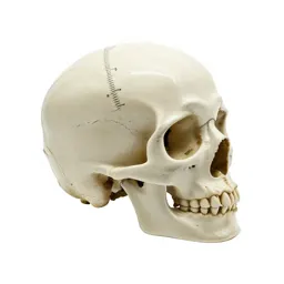 Craniometer