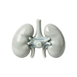 Artificial kidney