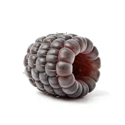 Rasp