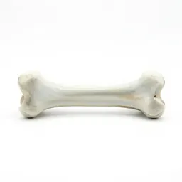 Bones