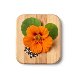 Nasturtium