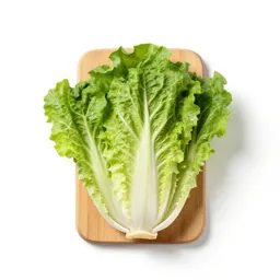 Chicory escarole