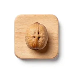 Coquilla nut