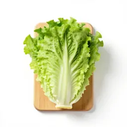Crisphead lettuce