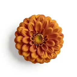 Basket flower