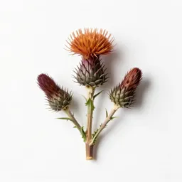 Carline thistle