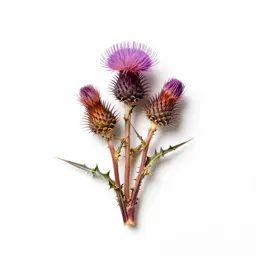 Field thistle