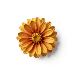 Golden aster