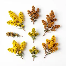 Goldenbush