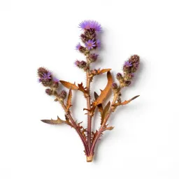 Lesser knapweed