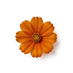 Safflower