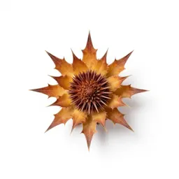 Star-thistle