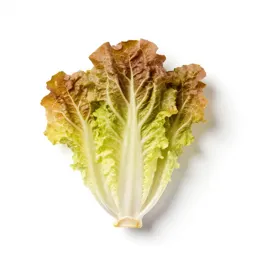 Endive