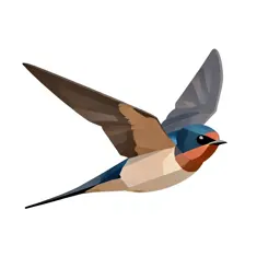 Barn swallow in flight