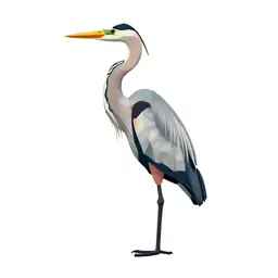 Heron standing still