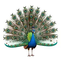 Peacock displaying