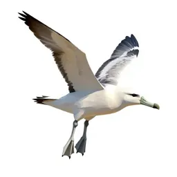Royal albatross gliding